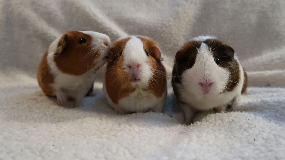 Hamster Help NRW 1