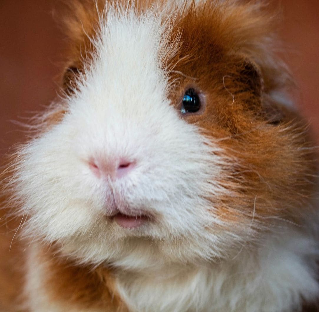 Hamster Help NRW 11