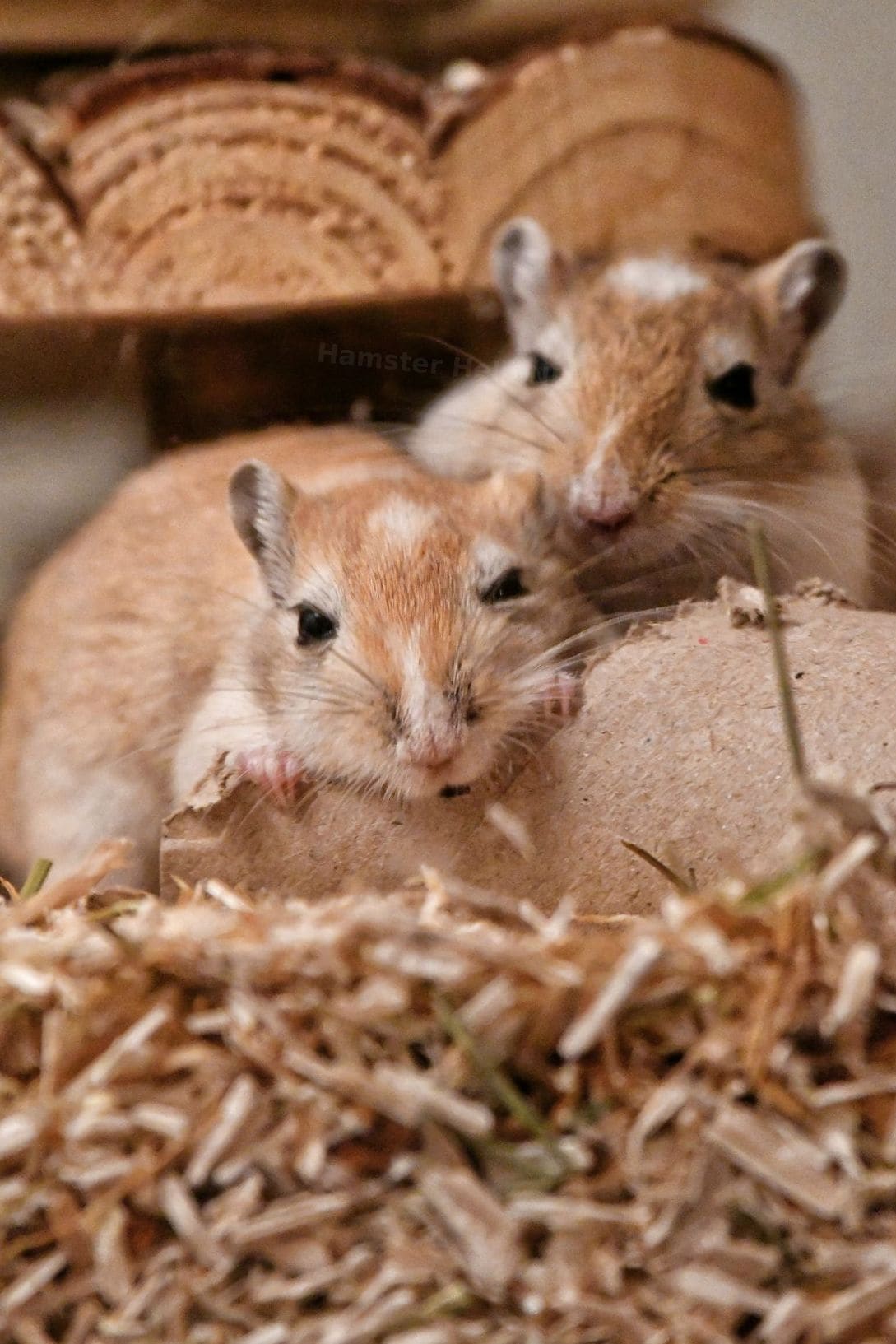 Hamster Help NRW 12