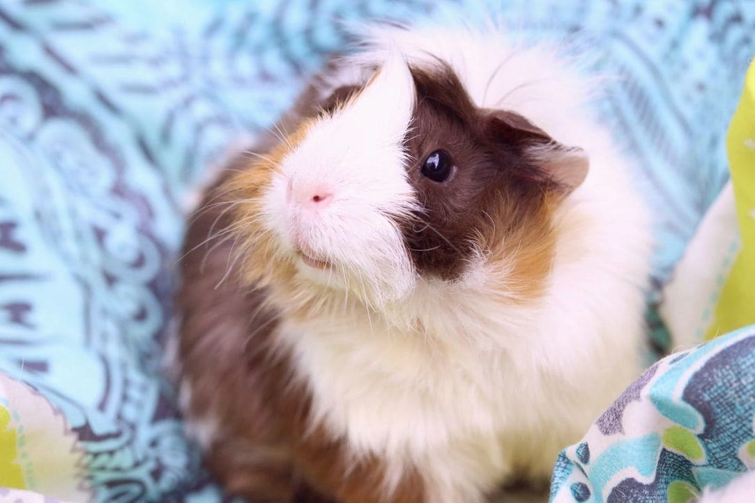 Hamster Help NRW 14