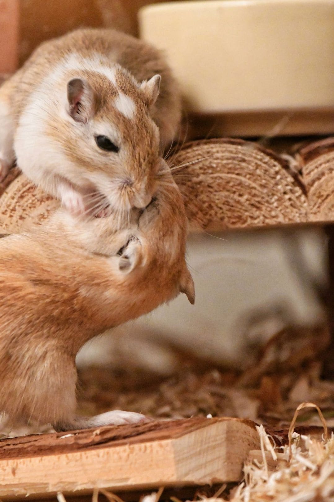 Hamster Help NRW 3