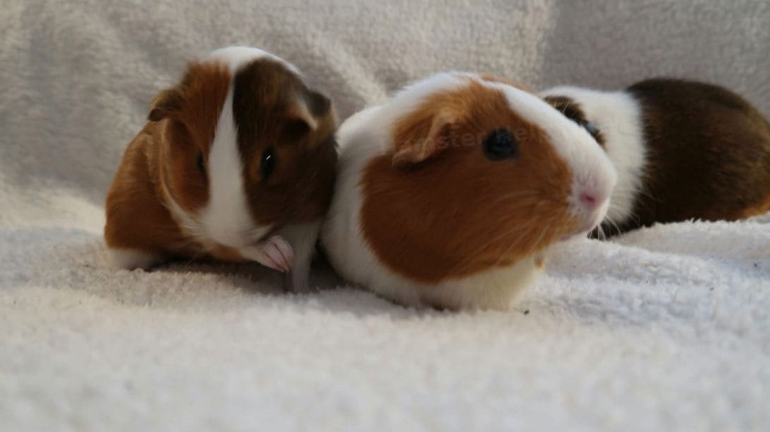 Hamster Help NRW 5