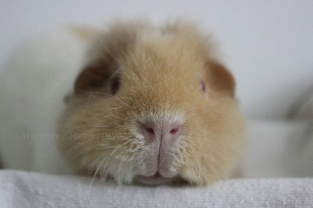 Hamster Help NRW 6