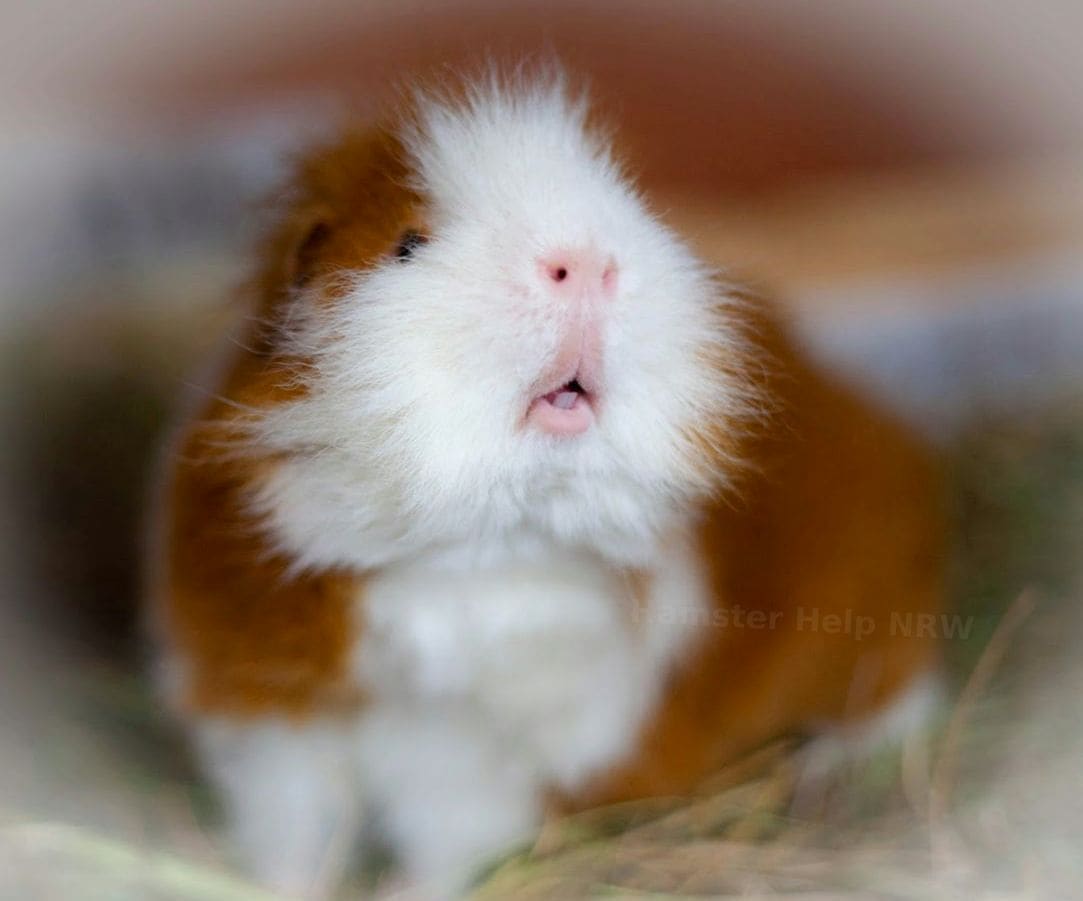 Hamster Help NRW 7