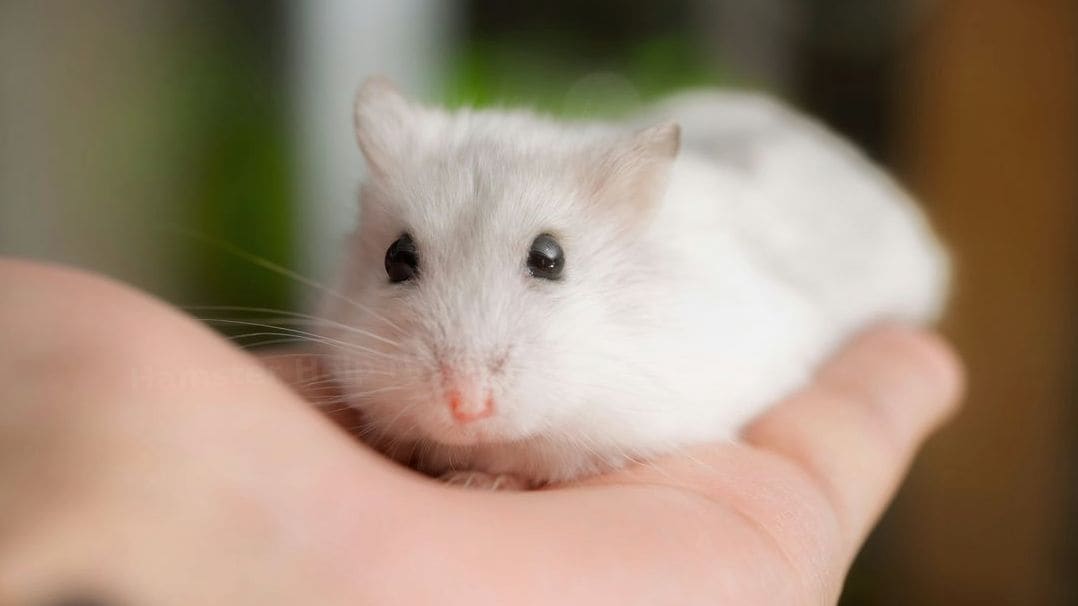Hamster Help NRW 9